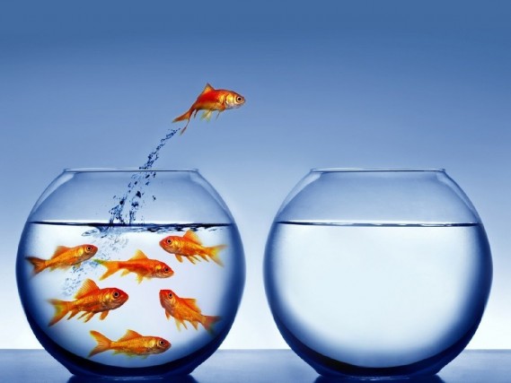 peixes-no-aquario-1300149492