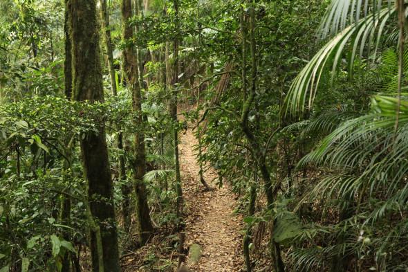 Brazil - jungle hiking trail in Mata Atlantica (Atlantic Rainforest biome) in Serra dos Orgaos National Park (Rio de Janeiro state).